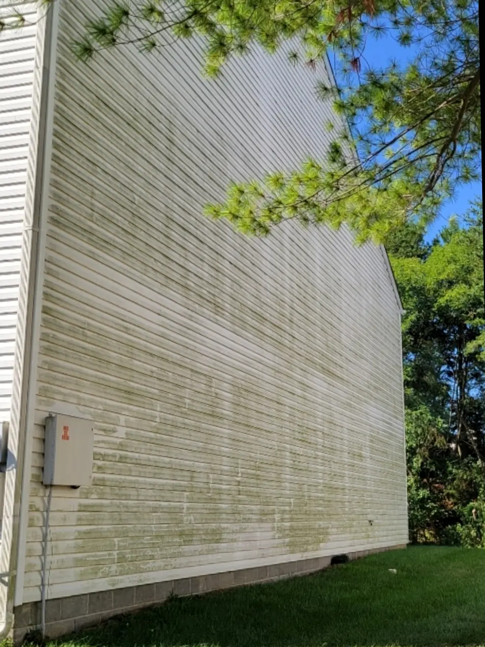 Before: Tall gable wall of vinyl siding under a pine tree, coated green with algae from the ground to the roofline